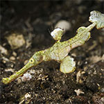Solenostomus halimeda